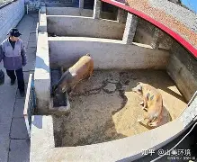 襤籆F鍀袔粪(粪与糞两个字的区别)-问鼎娱乐